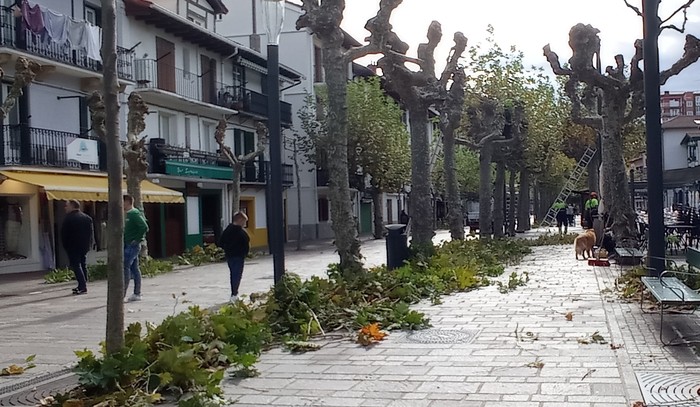 Hiriguneko 1.500 bat zuhaitzen urteroko kimaketa lanak hasi dituzte Hondarribian